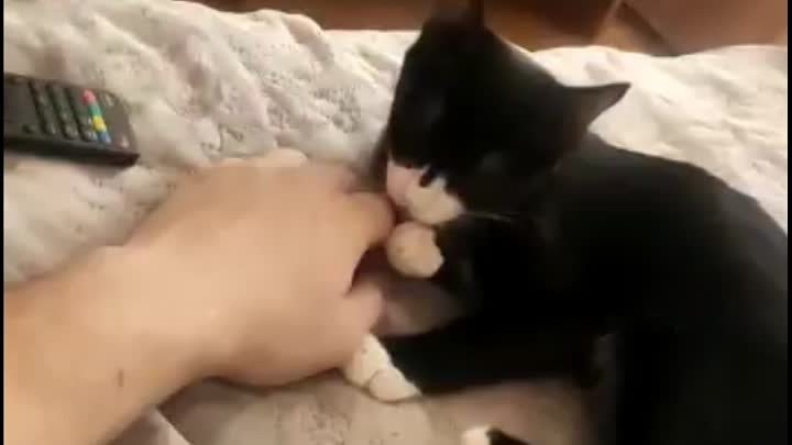 Жаконю любят!🐈🥰