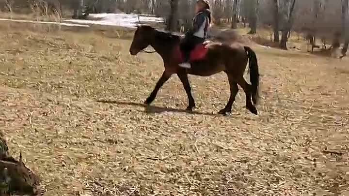 💥Приглашаем любителей активного отдыха и оздоровления на верховые в ...