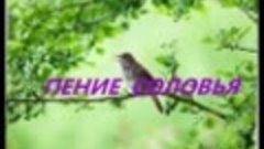 Незабываемое Пение соловья _ Chill out Nightingale Singing