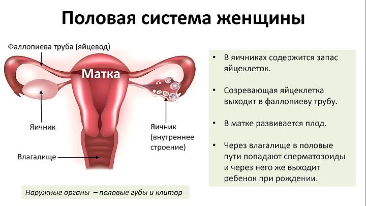 Половая система человека. Половая система биология 8 класс. Половая система человека биология 8 класс. Строение женской половой системы ЕГЭ.