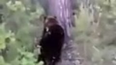 Охотник встретил в лесу медведя и не придумал ничего лучше, ...