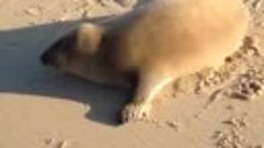 Удивительная дружба тюленя и лабрадора