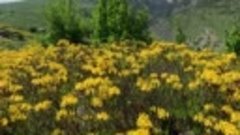 Цветение рододендрона в горах Осетии.