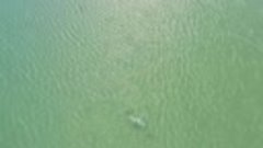 Азовский дельфин в Мысовом. 14 мая 2021