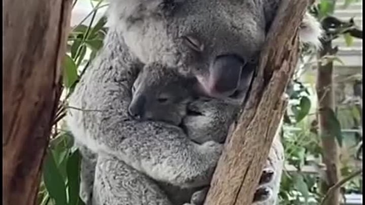 Сонная коала