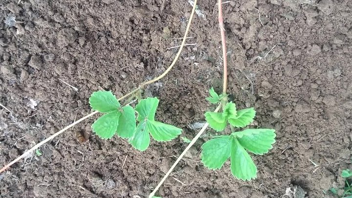 Как отличить клубнику мужскую от женской фото Как отличить клубнику мужскую от женской фото