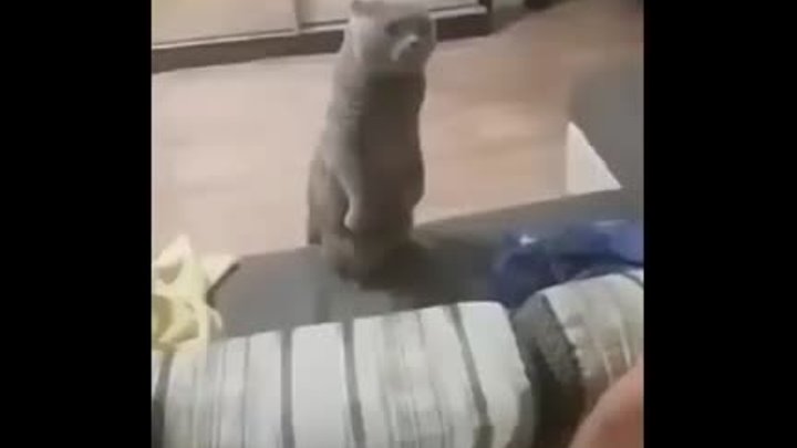 Кот и мужик выясняют чей диван!