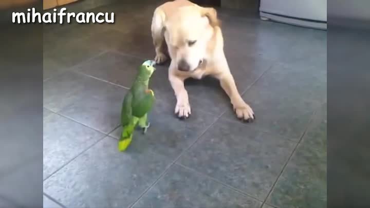 Best Of Funny Parrots Annoying Dogs Compilation __ NEW HD