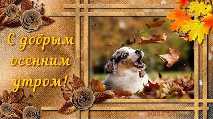 Добрый день картинки пожелания осенние с животными Добрый день картинки пожелания осенние с животными