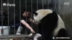 Как легко отжать малыша у панды