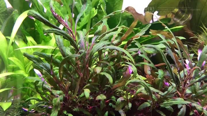 Гигрофила перистонадрезанная _ пиннатифида _ Hygrophila pinnatifida