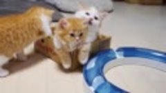 Кошка мама обнимает) своих котят )))