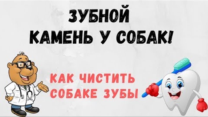 Зубной камень у собак, как чистить зубы собаке, чистка зубов стаффорду