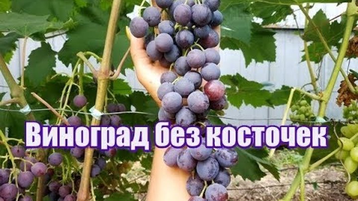 Кишмиш брависсимо