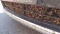 Жители Башкирии сняли на видео нашествие саранчи