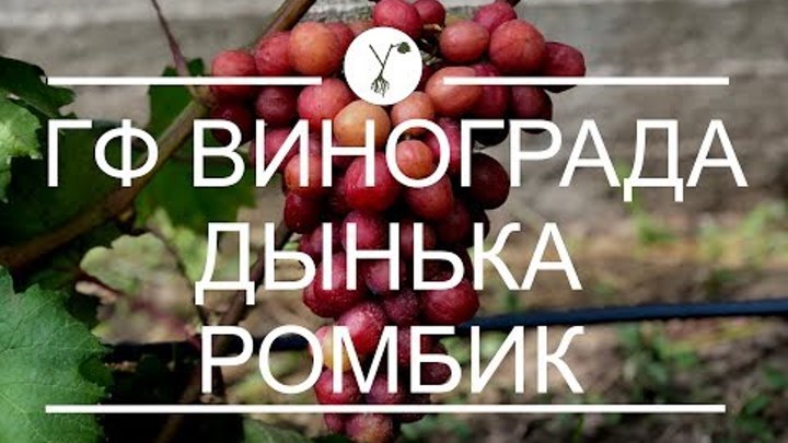 Виноград дынька описание фото отзывы Виноград дынька описание фото отзывы