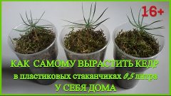 👉 Как самому вырастить #Кедр Сибирский 🌲🌲🌲 у себя дома в...