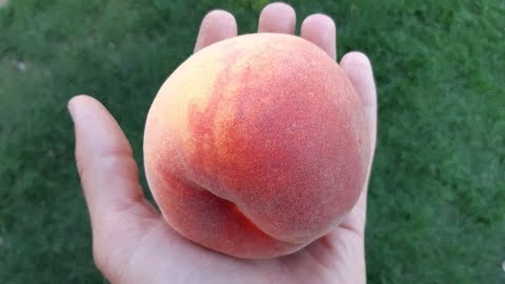 Персик фото прикол Персик фото прикол