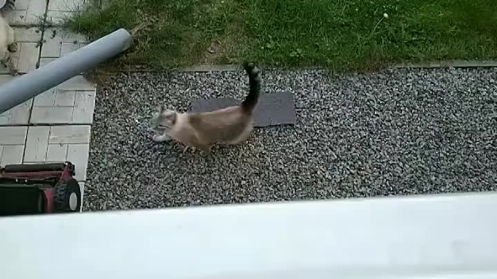 Похоже, что коты не знают про гравитацию