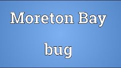 Moreton Bay bug Meaning