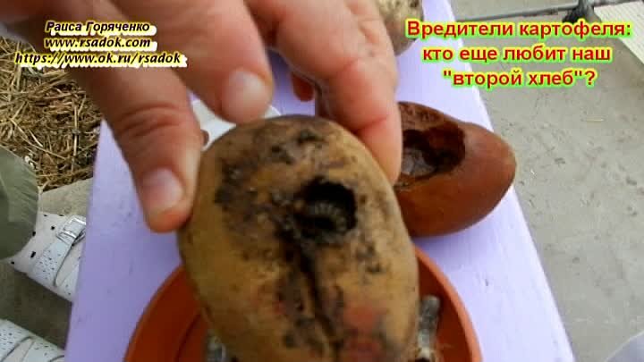 Вредители картофеля: кто еще любит наш "второй хлеб"