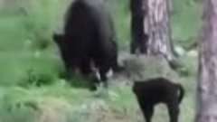 В Якутии суровый домашний кот прогнал медведя
