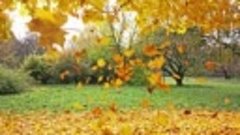 Листья желтые медленно падают (Странники)