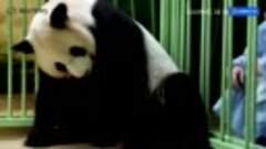 Два детеныша панды родились в зоопарке во Франции