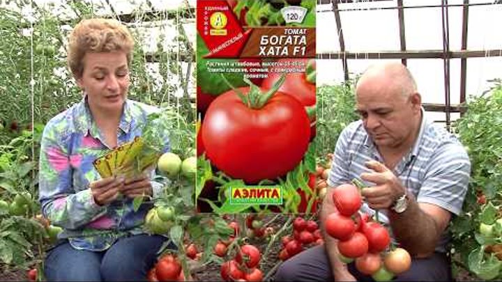 Помидоры богатая хата отзывы фото Помидоры богатая хата отзывы фото