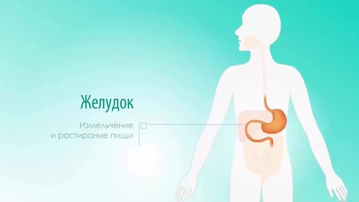 Как работает желудок