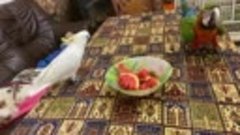 Праздничный стол для попугаев и котов