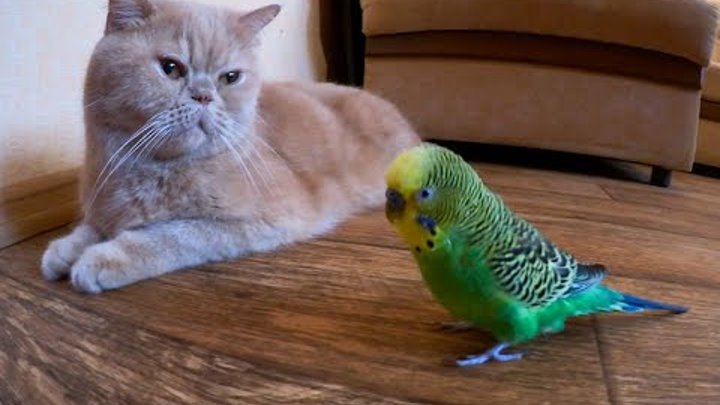 Говорящий кот попугай. Наглый попугай. Наглый попугай и кот. Говорящий попугай и кот. Попугай говорит коту.
