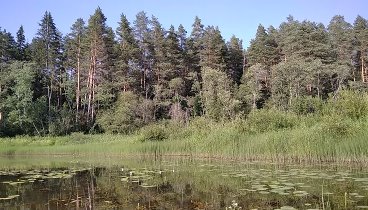 Медведица. Лилии и кувшинки. Лахино - Раменье.