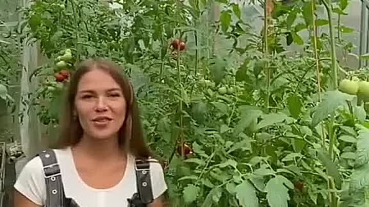 Профилактика заболеваний томатов!☝🍅🙌