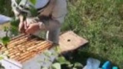 Отбор мёда урожай 2021.mp4