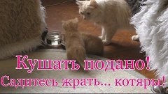 27.&quot;Кыси&quot;. Кушать подано! Садитесь жрать...котяры!