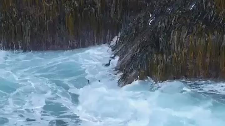 Пингвины лезут вверх по скале.