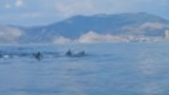 Единственный в мире, уникальный белый дельфин в Судаке Крым