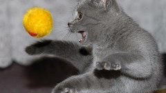 Как Кот играет с мячиком