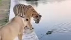 Какой смелый Тигр 🤩