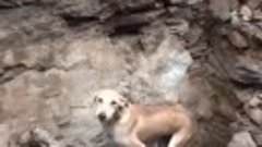 Отчаявшаяся собака умоляла спасти ее щенков