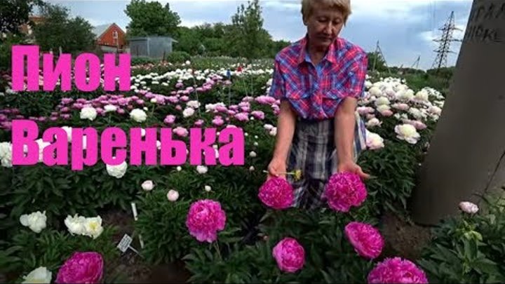 Интернет Магазин Цветок Славянск На Кубани Ворошилова