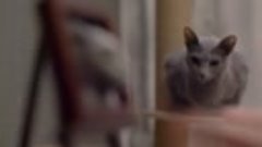 Cat People s01e03 ~ Copycat (2021)