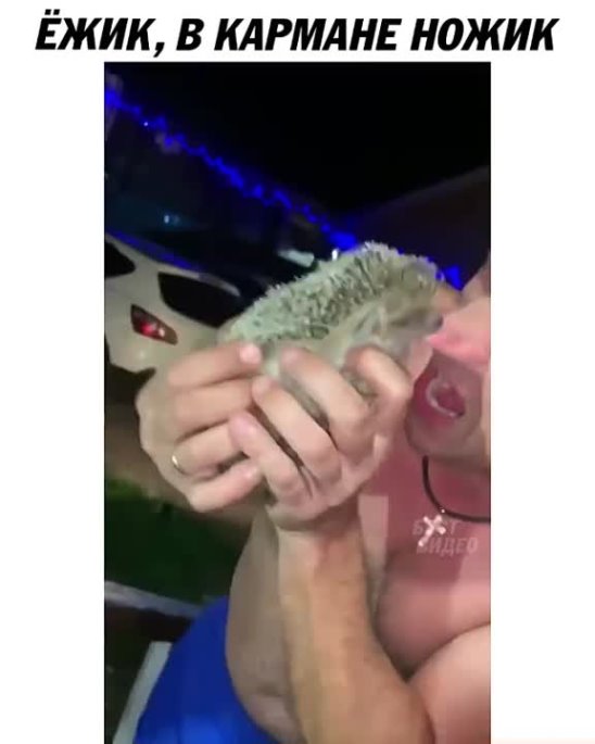 Как выглядит укус ежа фото Как выглядит укус ежа фото