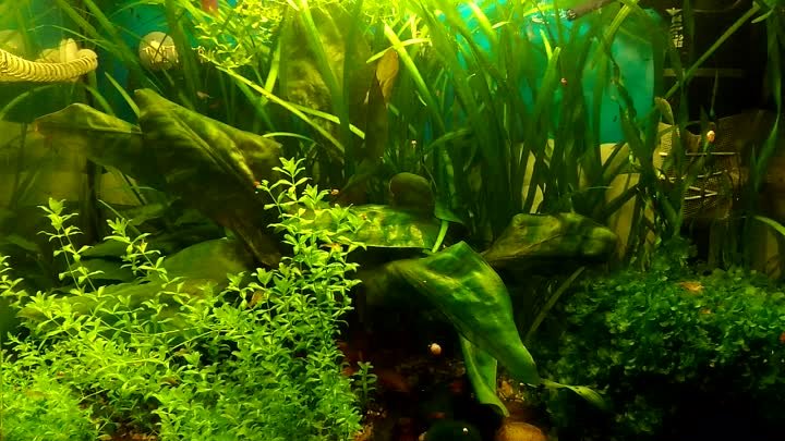 Маленький аквариум с разными растениями