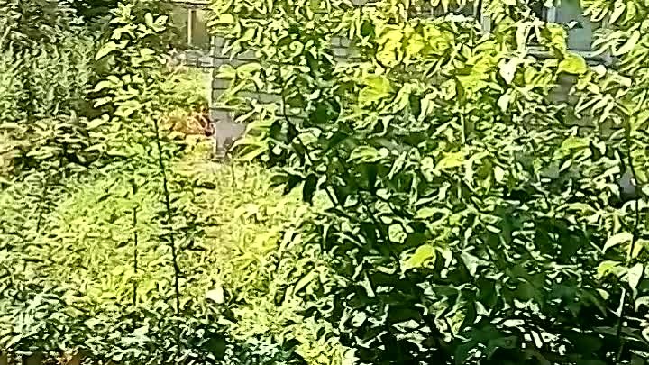 VID_20210730_094236.mp4