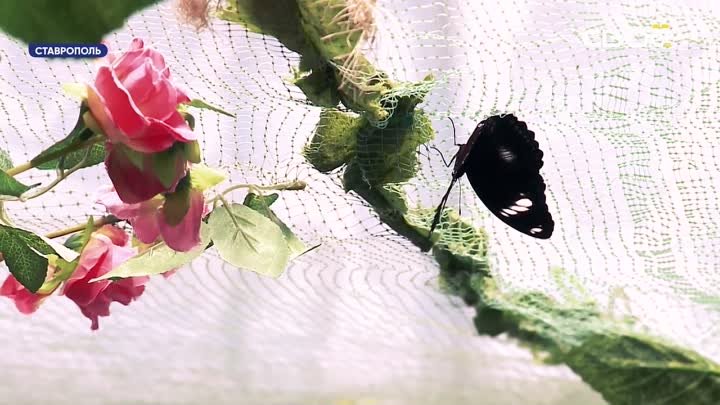 Новую выставку тропических бабочек открыли в Ставрополе - Своё ТВ.mkv