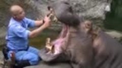 Как бегемоту зубы чистят