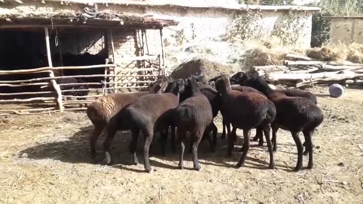 Гиссарские овцематки  на продажу +998946171710  Узбекистан