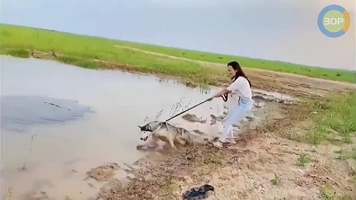 Мем артем давай купим собачку Мем артем давай купим собачку